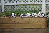 Dalmatian (Canis familiaris) puppies looking out of whelping box