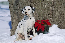 Dalmatian (Canis familiaris) puppy in snow