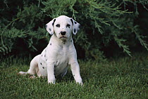Dalmatian (Canis familiaris) puppy