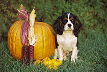 Cavalier King Charles Spaniel (Canis familiaris) puppy with Pumpkin