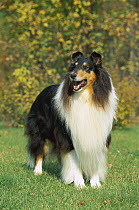 Tri-color Collie (Canis familiaris) portrait
