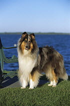 Collie (Canis familiaris) portrait at waterfront