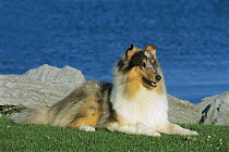 Blue Merle Collie (Canis familiaris) portrait at waterfront