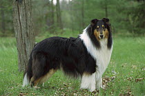 Tri-color Collie (Canis familiaris) portrait