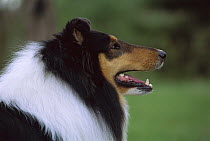 Collie (Canis familiaris) portrait
