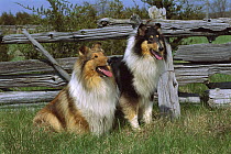 Collie (Canis familiaris) sable and tri-color pair near fence
