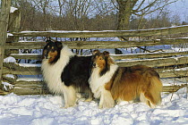 Collie (Canis familiaris) pair, sable and tri-color, in snow