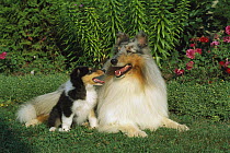 Collie (Canis familiaris) blue merle adult and tri-color puppy