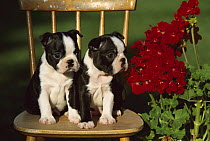 Boston Terrier (Canis familiaris) two puppies on chair