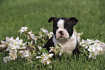 Boston Terrier (Canis familiaris) puppy sitting in grass with flowers