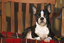 Boston Terrier (Canis familiaris) puppy in chair
