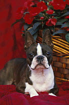 Boston Terrier (Canis familiaris) laying on red blanket