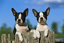 Boston Terrier (Canis familiaris) two puppies peaking over fence
