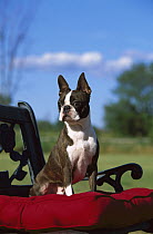 Boston Terrier (Canis familiaris) sitting on chair with red pad