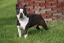 Boston Terrier (Canis familiaris) adult male standing in grass
