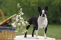 Boston Terrier (Canis familiaris) adult standing on table with flowers and basket