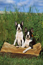 Boston Terrier (Canis familiaris) two puppies