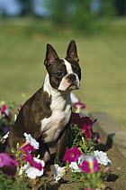 Boston Terrier (Canis familiaris) adult in flower bed