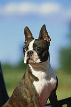 Boston Terrier (Canis familiaris) portrait of adult