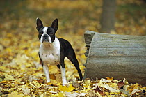 Boston Terrier (Canis familiaris) adult in fall leaves