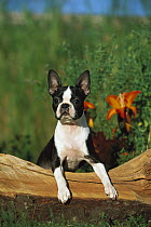 Boston Terrier (Canis familiaris) puppy