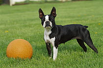 Boston Terrier (Canis familiaris) female with orange ball