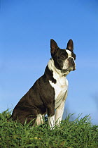 Boston Terrier (Canis familiaris) portrait in grass