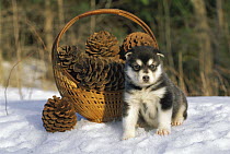 Alaskan Malamute (Canis familiaris) puppy in snow with pine cones