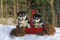 Alaskan Malamute (Canis familiaris) puppies in basket in snow with pine cones
