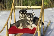 Alaskan Malamute (Canis familiaris) puppies laying on sled