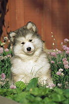 Alaskan Malamute (Canis familiaris) curious puppy in flower bed