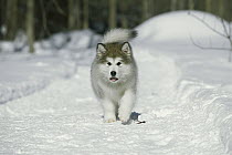 Alaskan Malamute (Canis familiaris) puppy running in snow