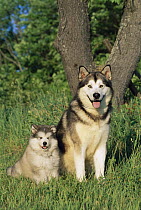 Alaskan Malamute (Canis familiaris) male with puppy sitting in grass