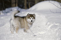 Alaskan Malamute (Canis familiaris) puppy playing in snow