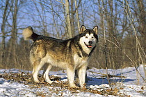 Alaskan Malamute (Canis familiaris) adult, portrait in snow