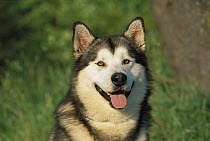 Alaskan Malamute (Canis familiaris) portrait