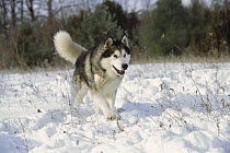 Alaskan Malamute (Canis familiaris) adult running in snow