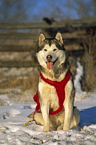 Alaskan Malamute (Canis familiaris) in snow with red harness