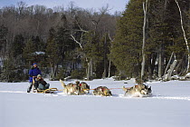Alaskan Malamute (Canis familiaris) team pulling dogsled