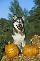 Alaskan Malamute (Canis familiaris) portrait with pumpkins