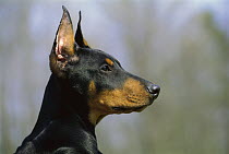 Doberman Pinscher (Canis familiaris) profile of puppy with clipped ears