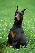 Doberman Pinscher (Canis familiaris) curious adult with clipped ears