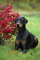Doberman Pinscher (Canis familiaris) with natural ears, laying in grass, autumn