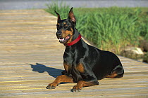 Doberman Pinscher (Canis familiaris) adult with clipped ears laying on boardwalk