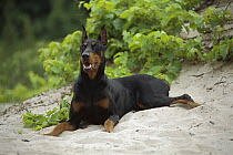 Doberman Pinscher (Canis familiaris) adult with clipped ears laying in sand
