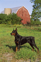 Doberman Pinscher (Canis familiaris) adult male standing attently in grass
