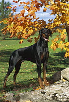 Doberman Pinscher (Canis familiaris) with natural ears, autumn