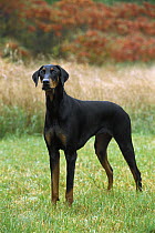 Doberman Pinscher (Canis familiaris) with natural ears, standing