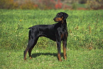 Doberman Pinscher (Canis familiaris) male with natural ears