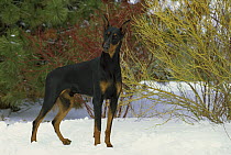 Doberman Pinscher (Canis familiaris) curious adult with clipped ears in snow
